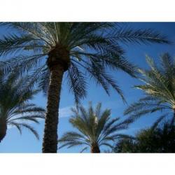 Phoenix Dactylifera - De Echte Dadelpalm 640-650cm art20214