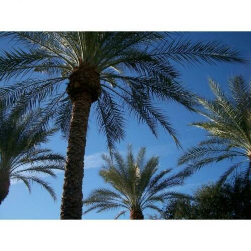 Phoenix Dactylifera - De Echte Dadelpalm 640-650cm art20214