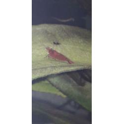 Garnalen, red sakura/bloody Mary, diep rood