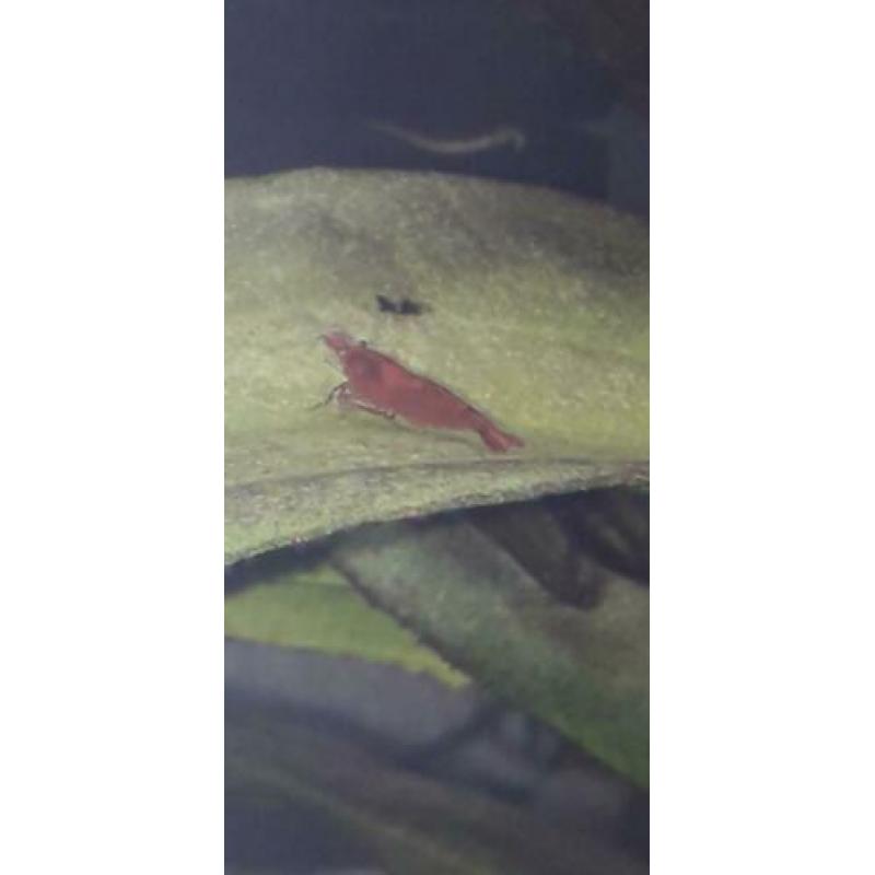Garnalen, red sakura/bloody Mary, diep rood