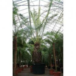 Phoenix Dactylifera - De Echte Dadelpalm 640-650cm art20214