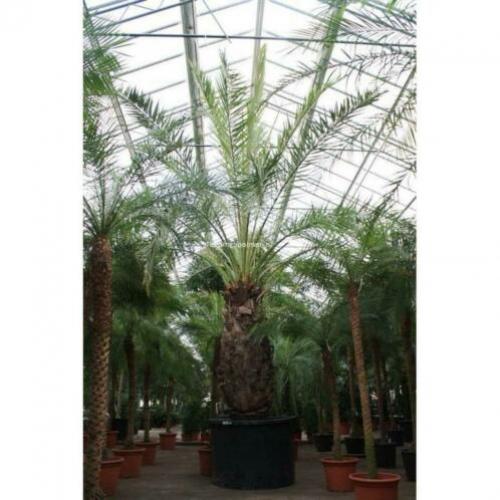 Phoenix Dactylifera - De Echte Dadelpalm 640-650cm art20214