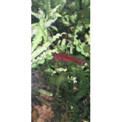 Garnalen, red sakura/bloody Mary, diep rood
