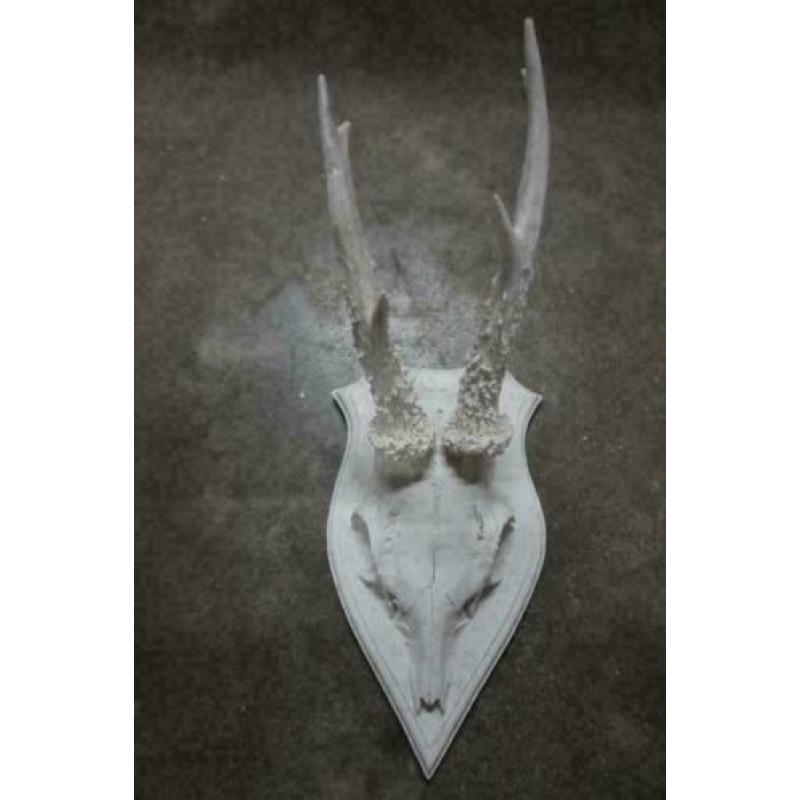 ree schedel wit van polystone