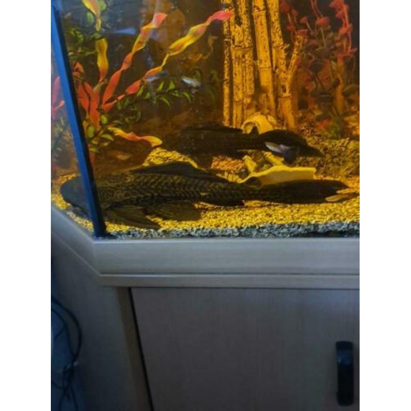Groot hoek aquarium te koop