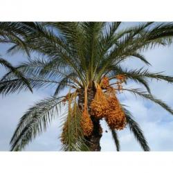 Phoenix Dactylifera - De Echte Dadelpalm 640-650cm art20214