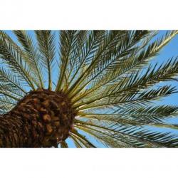 Phoenix Dactylifera - De Echte Dadelpalm 640-650cm art20214