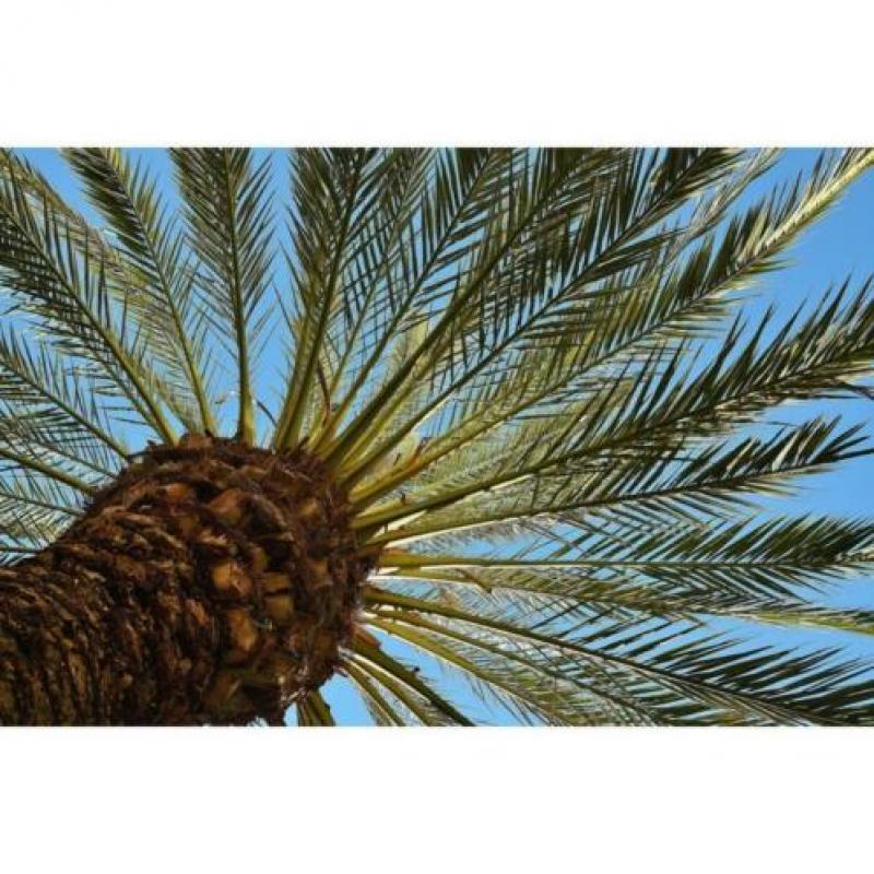 Phoenix Dactylifera - De Echte Dadelpalm 640-650cm art20214