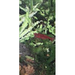 Garnalen, red sakura/bloody Mary, diep rood