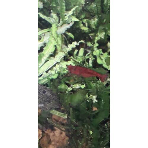 Garnalen, red sakura/bloody Mary, diep rood