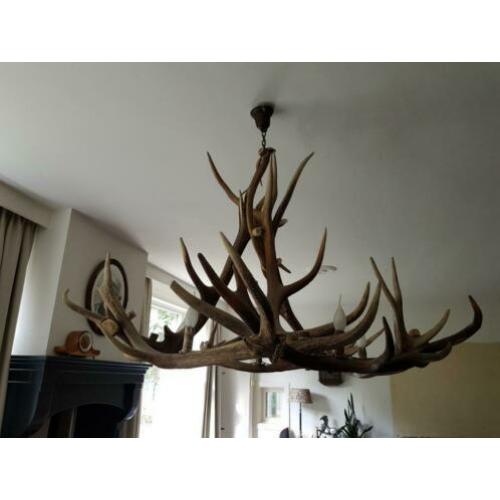Bijzonder mooie hertengeweien hanglamp