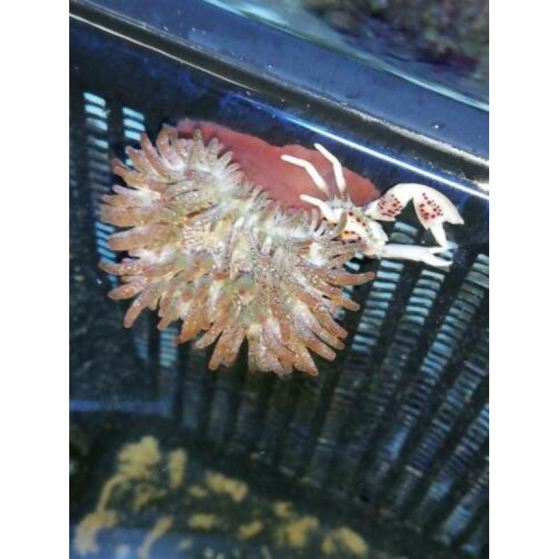 Neopetrolisthes oshimai met Entacmaea quadricolor