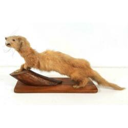 Fret Poolkat Mustelidae Opgezet Taxidermy Vintage