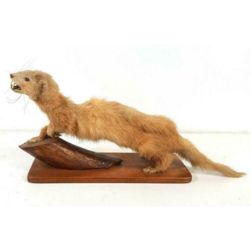 Fret Poolkat Mustelidae Opgezet Taxidermy Vintage