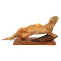 Fret Poolkat Mustelidae Opgezet Taxidermy Vintage