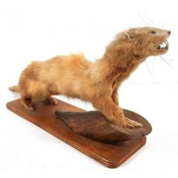 Fret Poolkat Mustelidae Opgezet Taxidermy Vintage