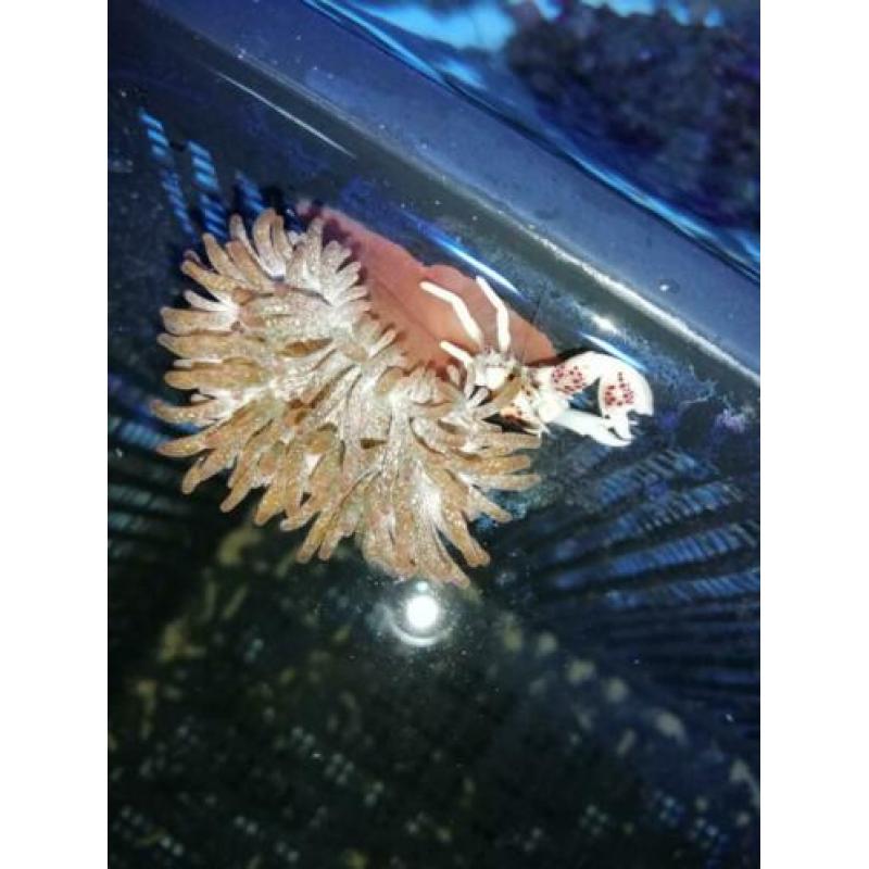 Neopetrolisthes oshimai met Entacmaea quadricolor