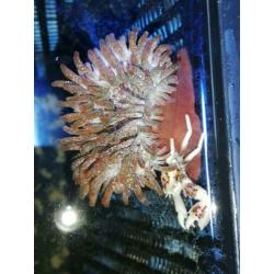 Neopetrolisthes oshimai met Entacmaea quadricolor