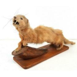 Fret Poolkat Mustelidae Opgezet Taxidermy Vintage