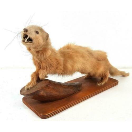 Fret Poolkat Mustelidae Opgezet Taxidermy Vintage