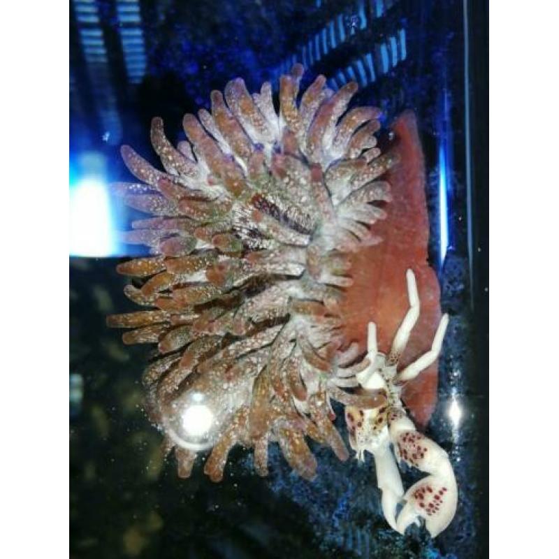 Neopetrolisthes oshimai met Entacmaea quadricolor