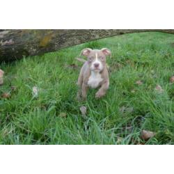 American Micro Poket Bully Pup LiLaC Reutje 12 weken