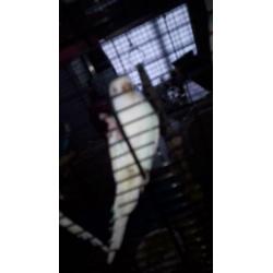 Lieve albino's wit grasparkiet