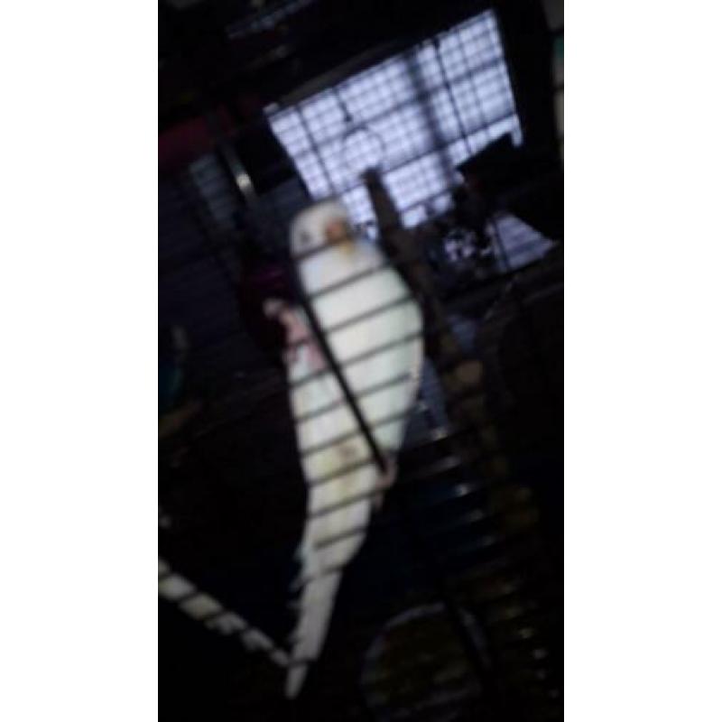 Lieve albino's wit grasparkiet