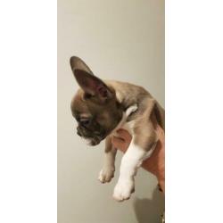 Super lieve mooie franse bull pup