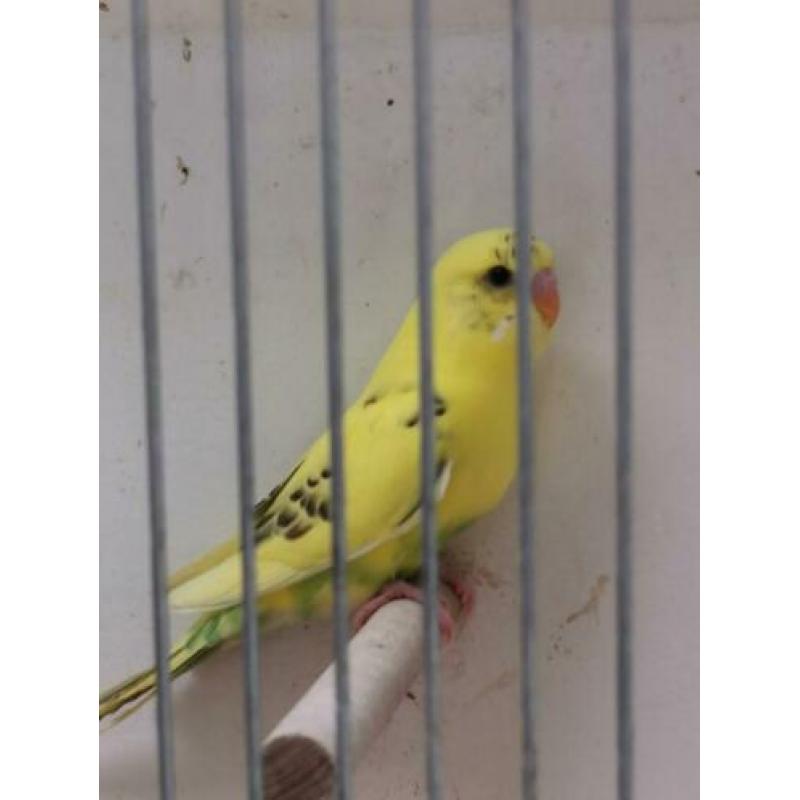Te koop jonge grasparkieten net uit het nest