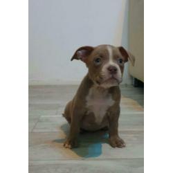American Micro Poket Bully Pup LiLaC Reutje 12 weken