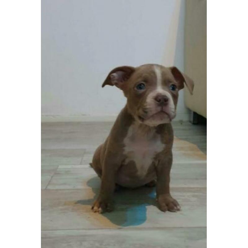 American Micro Poket Bully Pup LiLaC Reutje 12 weken