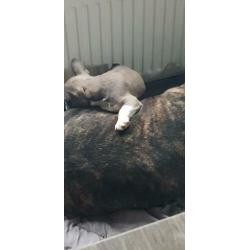 Super lieve mooie franse bull pup