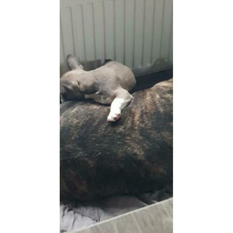 Super lieve mooie franse bull pup