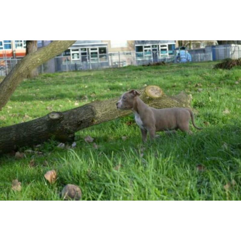 American Micro Poket Bully Pup LiLaC Reutje 12 weken