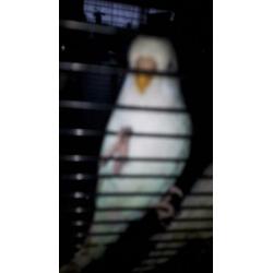 Lieve albino's wit grasparkiet