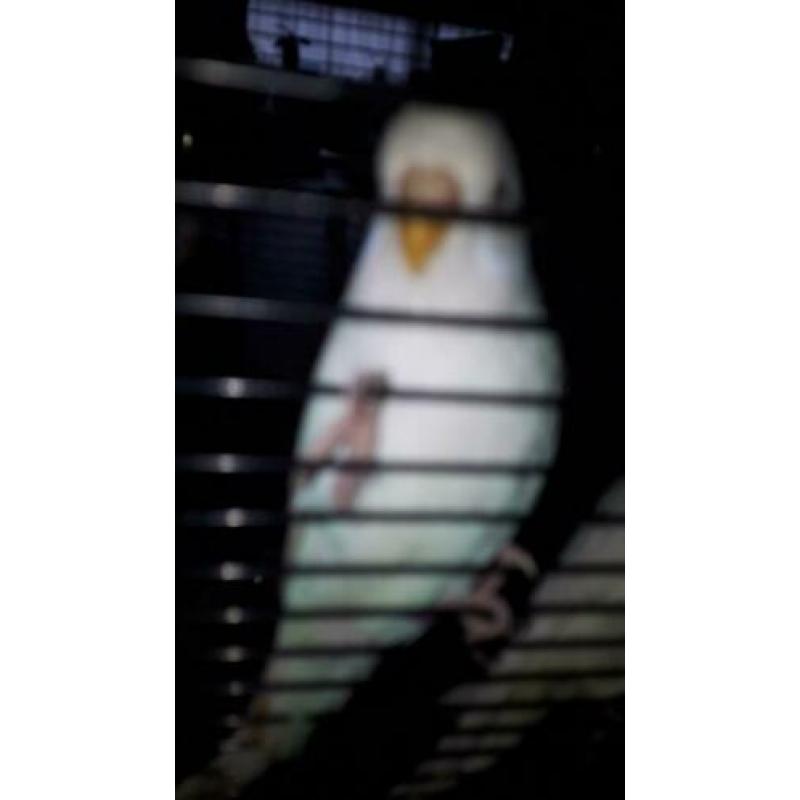Lieve albino's wit grasparkiet