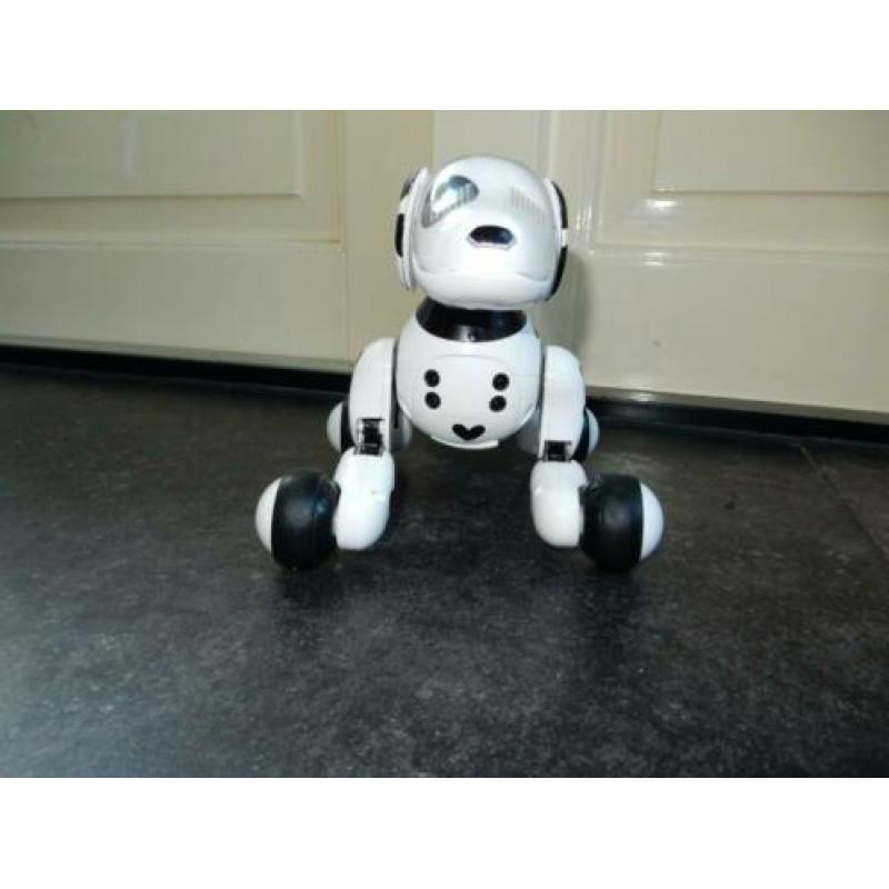 Zoomer dalmatier