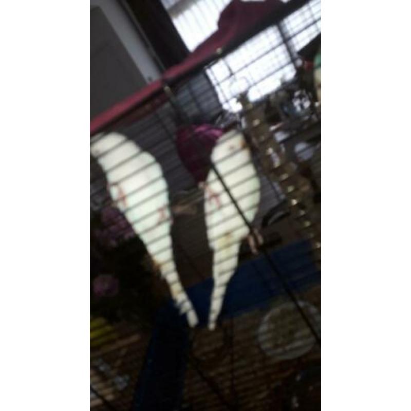 Lieve albino's wit grasparkiet