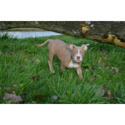 American Micro Poket Bully Pup LiLaC Reutje 12 weken