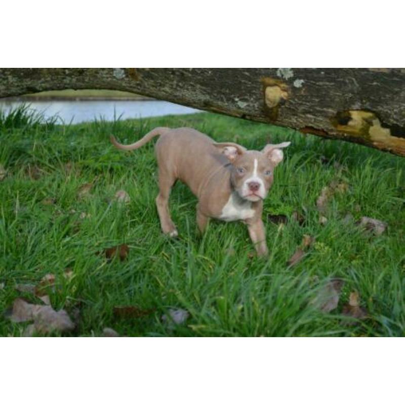 American Micro Poket Bully Pup LiLaC Reutje 12 weken
