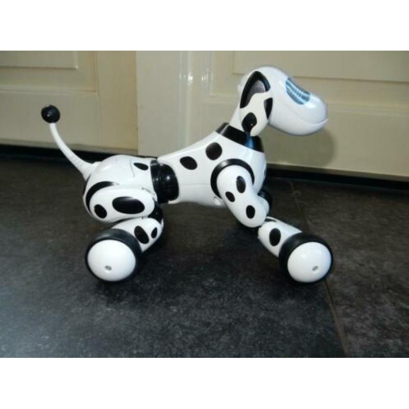 Zoomer dalmatier
