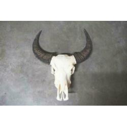 schedel, longhorn, insecten,vachten, decoratie & meubels