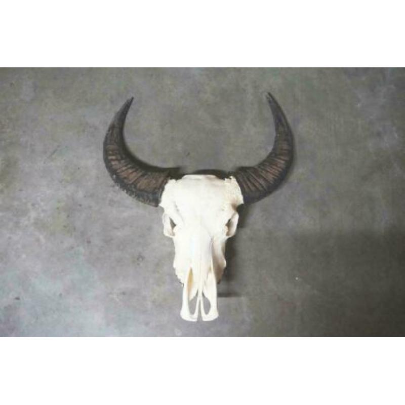 schedel, longhorn, insecten,vachten, decoratie & meubels