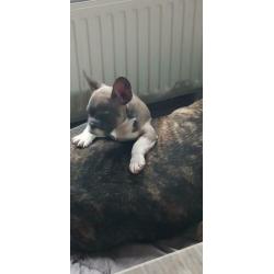 Super lieve mooie franse bull pup
