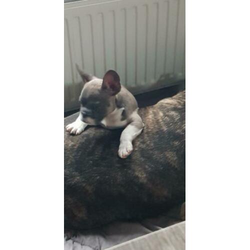 Super lieve mooie franse bull pup