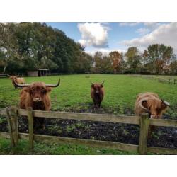 Schotse Hooglanders.