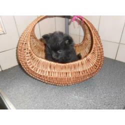 hele mooie zwarte dwergkees, pup, keeshondje, pomeriaan pup