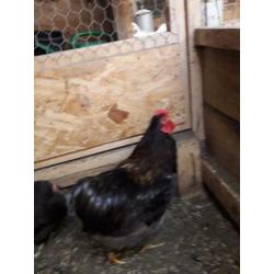 Te koop wyandotte choclait kriel