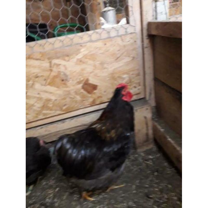 Te koop wyandotte choclait kriel